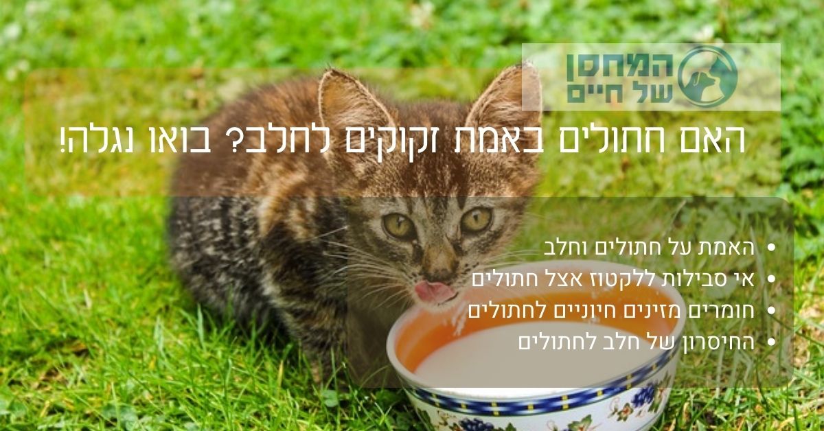 האם חתולים באמת זקוקים לחלב?